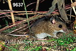 Peromyscus maniculatus